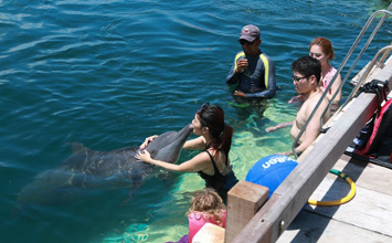 dolphin interaction
