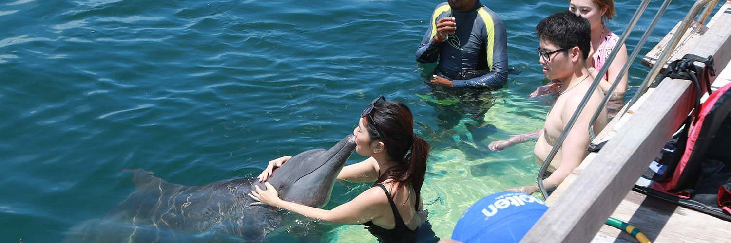 bali dolphins