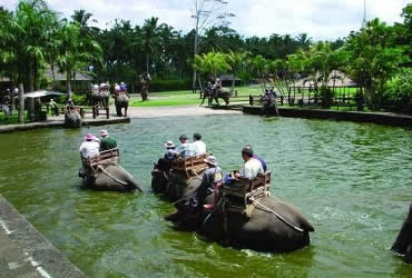 bali elephant ride